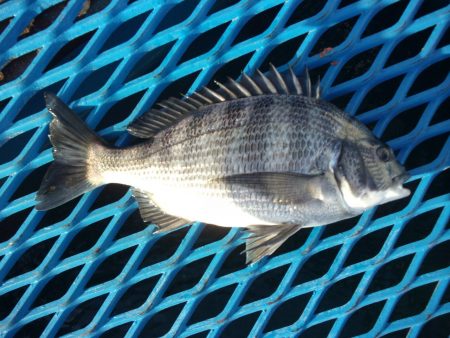 オリジナルメーカー海づり公園(市原市海づり施設) 釣果
