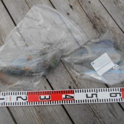 こかわ渡船　雅丸 釣果