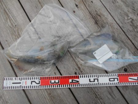 こかわ渡船　雅丸 釣果