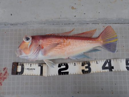 Aquanaut(アクアノート) 釣果