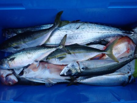 Aquanaut(アクアノート) 釣果