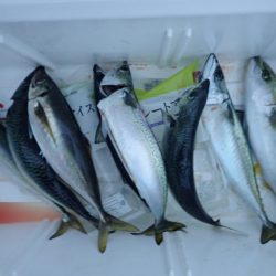 Aquanaut(アクアノート) 釣果