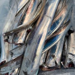 さんさん丸 釣果