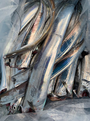 さんさん丸 釣果