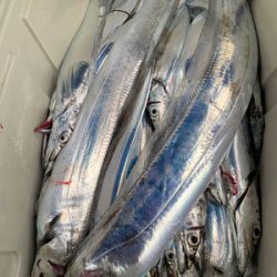 さんさん丸 釣果