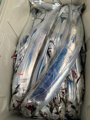 さんさん丸 釣果
