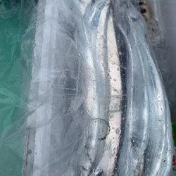 さんさん丸 釣果