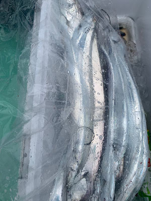 さんさん丸 釣果