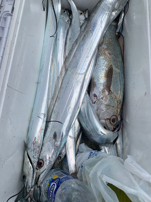 さんさん丸 釣果