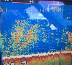 シーモンキー 釣果