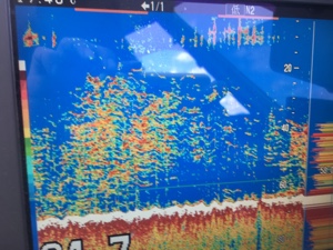 シーモンキー 釣果