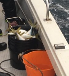 シーモンキー 釣果