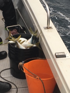 シーモンキー 釣果