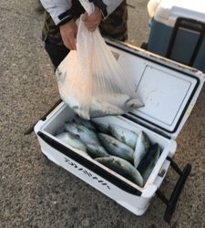 シーモンキー 釣果