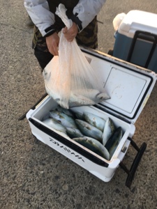 シーモンキー 釣果