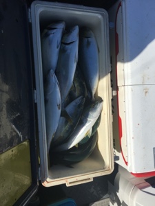 シーモンキー 釣果