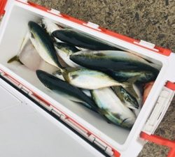 シーモンキー 釣果