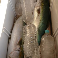 FISHING RISKY 釣果