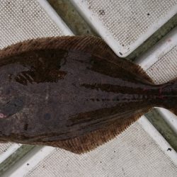 FISHING RISKY 釣果