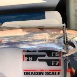 フィッシング キッタカ 釣果