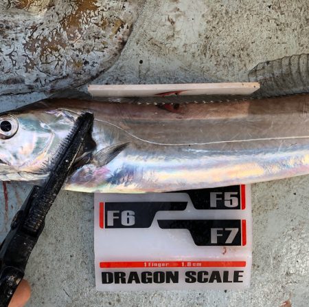 フィッシング キッタカ 釣果