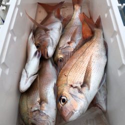 第二八坂丸 釣果