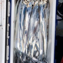 フィッシング キッタカ 釣果