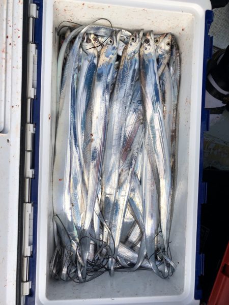 フィッシング キッタカ 釣果