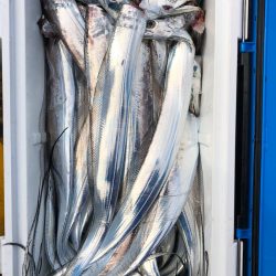 フィッシング キッタカ 釣果