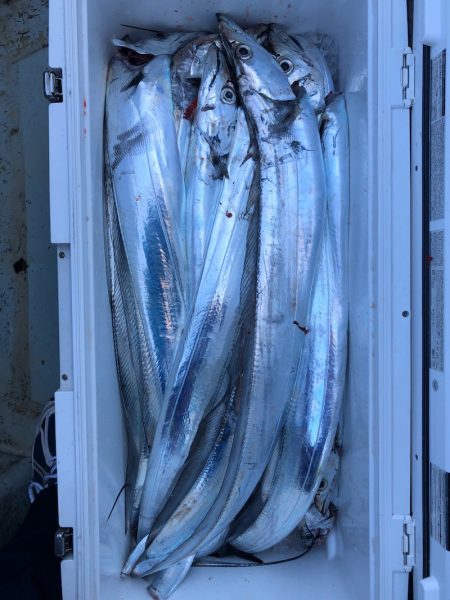 フィッシング キッタカ 釣果