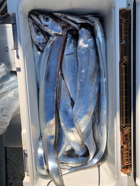 フィッシング キッタカ 釣果