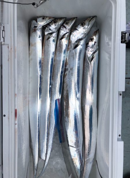 フィッシング キッタカ 釣果