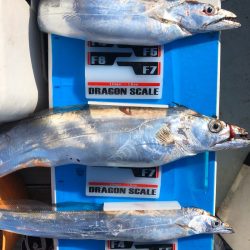 フィッシング キッタカ 釣果