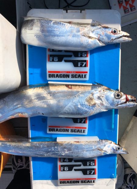 フィッシング　キッタカ 釣果