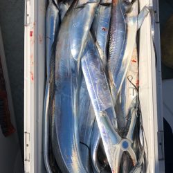 フィッシング キッタカ 釣果