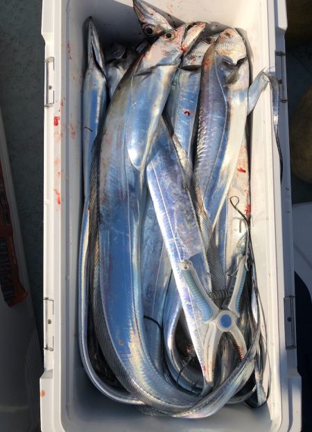 フィッシング キッタカ 釣果