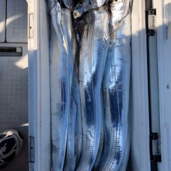 フィッシング キッタカ 釣果