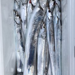 フィッシング キッタカ 釣果