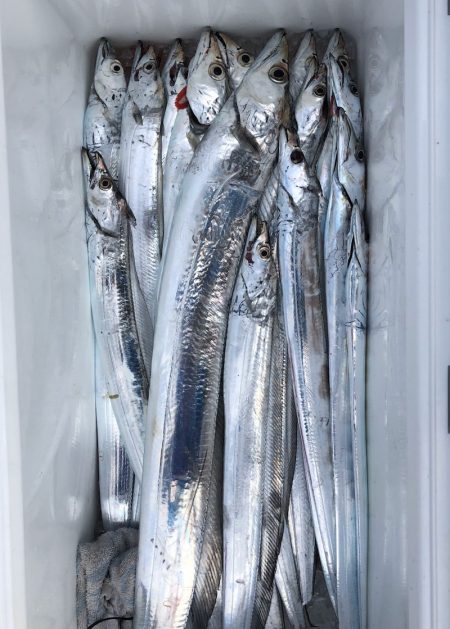 フィッシング キッタカ 釣果