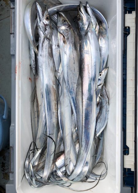 フィッシング キッタカ 釣果