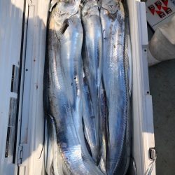 フィッシング キッタカ 釣果