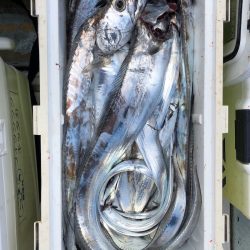 フィッシング キッタカ 釣果