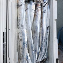 フィッシング キッタカ 釣果