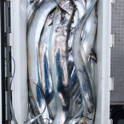 フィッシング キッタカ 釣果