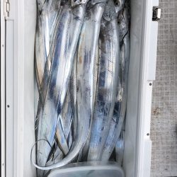 フィッシング キッタカ 釣果