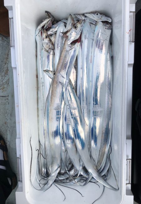 フィッシング キッタカ 釣果