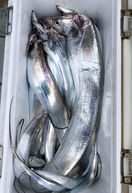 フィッシング キッタカ 釣果