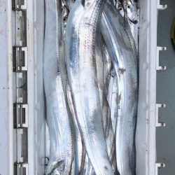 フィッシング キッタカ 釣果