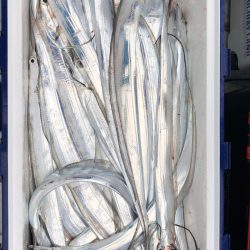 フィッシング キッタカ 釣果