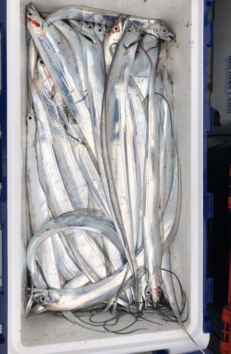 フィッシング　キッタカ 釣果